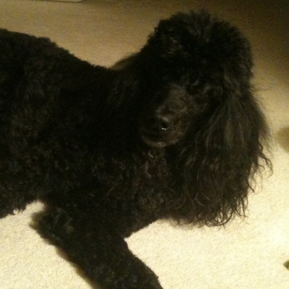 Meet your Posher, Dadctr - Picture 3 of 6